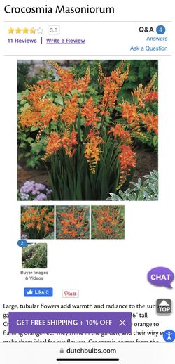 Crocosmia Aka Montbretia Bulbs Orange Flowers