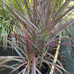 Dracaena Colorama - 3gl