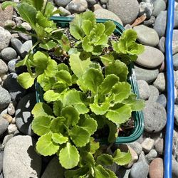 Saxifrage Evergreen Perennial Ground Cover Plants  About 7 In One Pot.