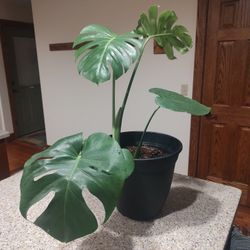 Monstera Swiss