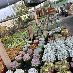 Weekend Sale 6” Succulent Plants $5 Each 
