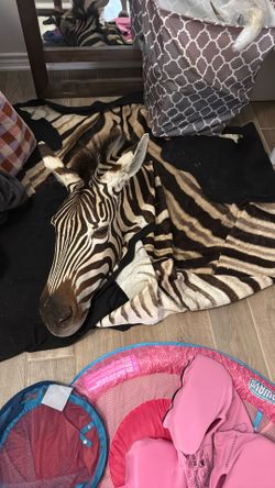 Zebra Rug 