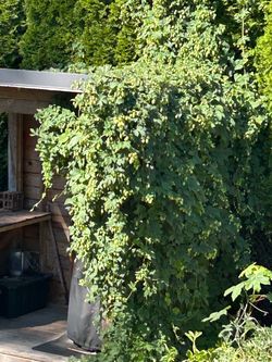 Free Hops!