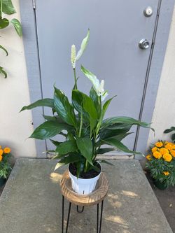 Spathiphyllum Peace Lily House Plant 6” Pot