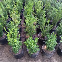  Plants