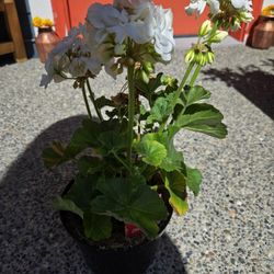 White Geranium Plant Live