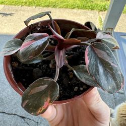 Marble Pink Princess Philodendron 