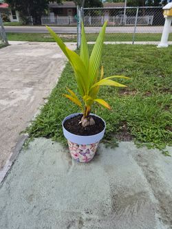 Coconut tree .....firm price