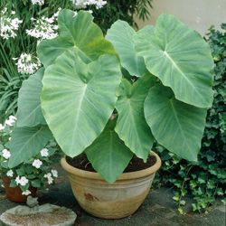 Elephant ear Plant Tubers (bulbs)  PEASE READ