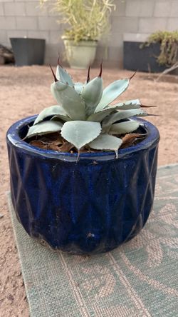 Ceramic pot with plant
