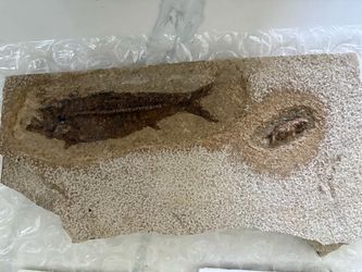 🔥🔥🤫Fish 🐟Fossil in 🦖Stone Matrix