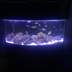 72 Bowfront Fish Tank  Open To Trade 