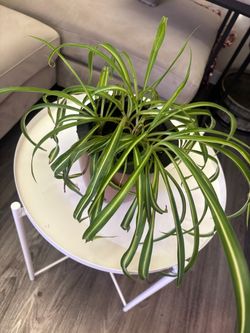 Curly Spider plant in self watering pot