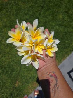 Yellow plumeria cuttings