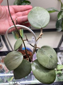 Hoya Verticillata silver