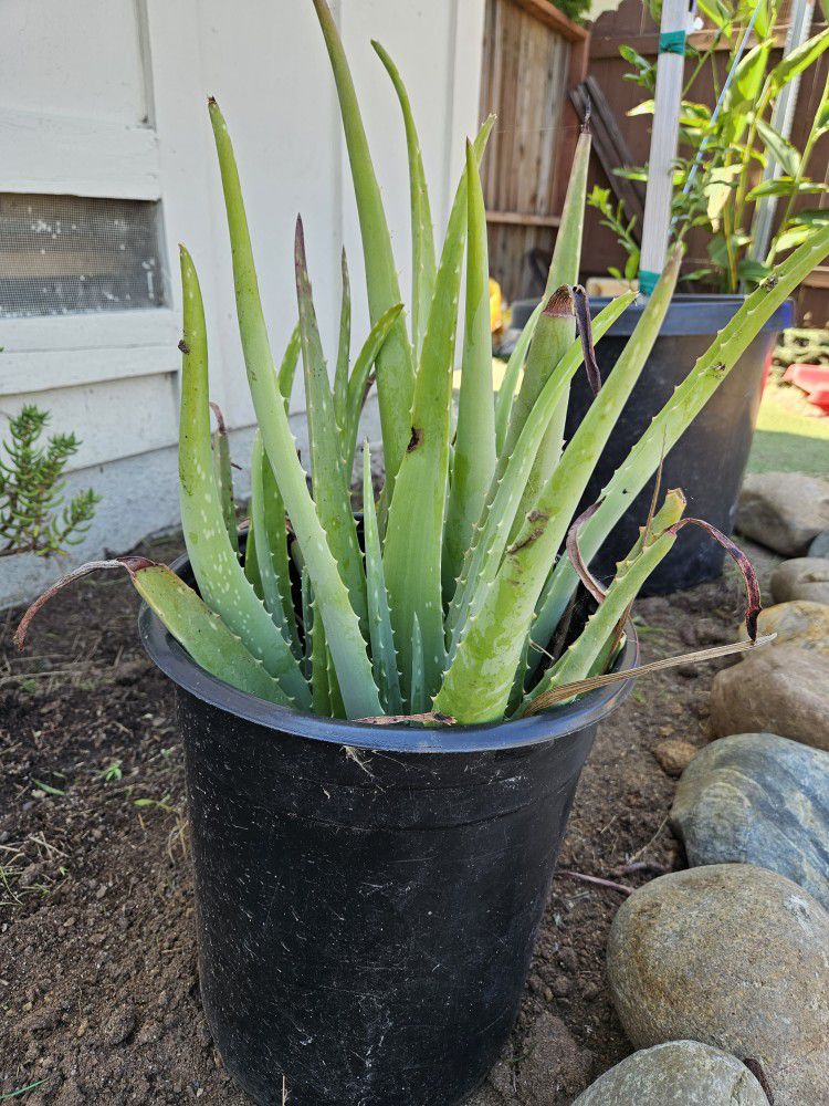 Aloe Vero Plant , Jade, Ice Plant， Aeonium Canary Succulent - Read Description 