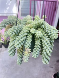 Donkey Tail Succulent Plant