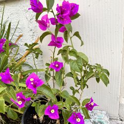 Purple Bougainvillea