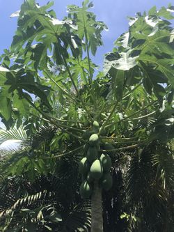 Organic Papaya Trees 