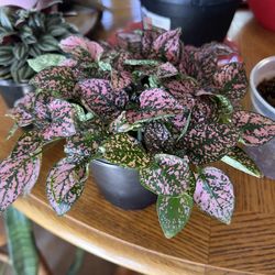 4” Houseplants - $3 Each