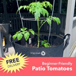 Patio Tomato Plants Delivered FREE!!!