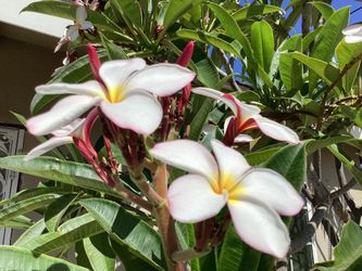 Hawaiian Plumeria $ 5.00  A Cutting Very Easy to Grow