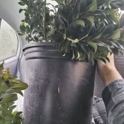 Plants.  Landscaping 