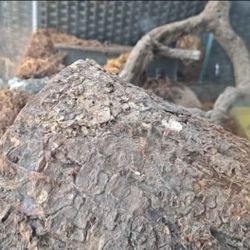 Tarantula cage with dirt and
other items