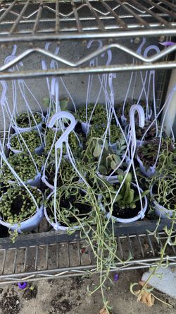 Small hanging planters