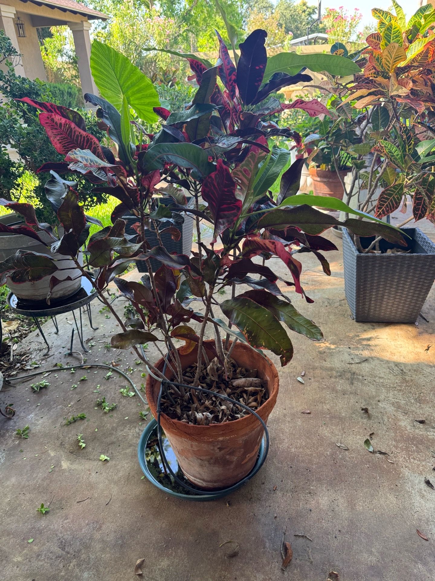 Croton (Codiaeum variegatum