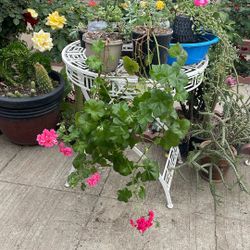 Planta de Malva geranio de dos, colores $10 cada una