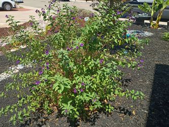 PURPLE POTATO PLANT BUSH BEST OFFER