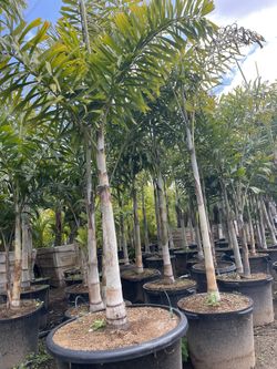 Palm Sale