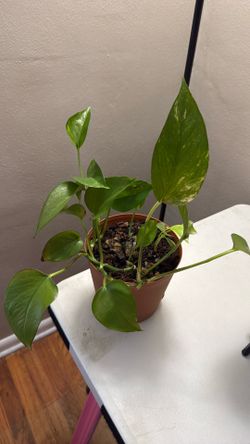 Pothos Plant - Easy Starter Plant