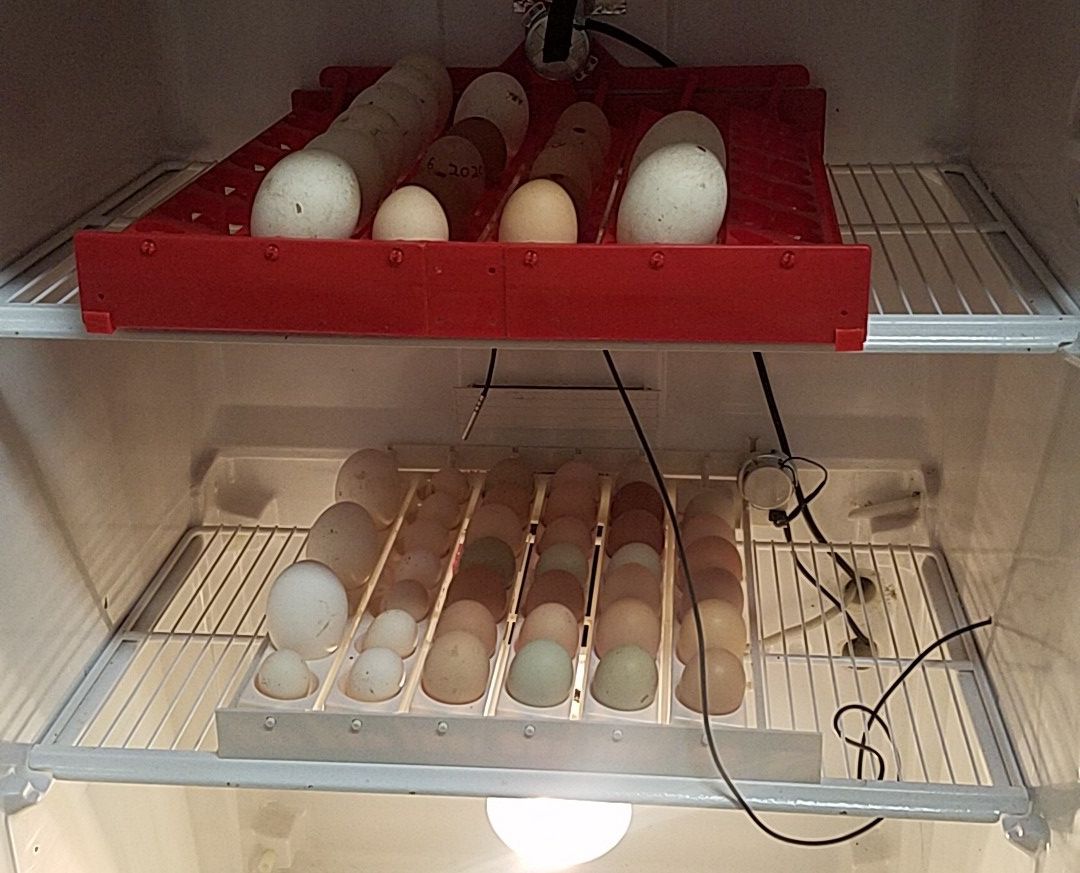 Baby chicks