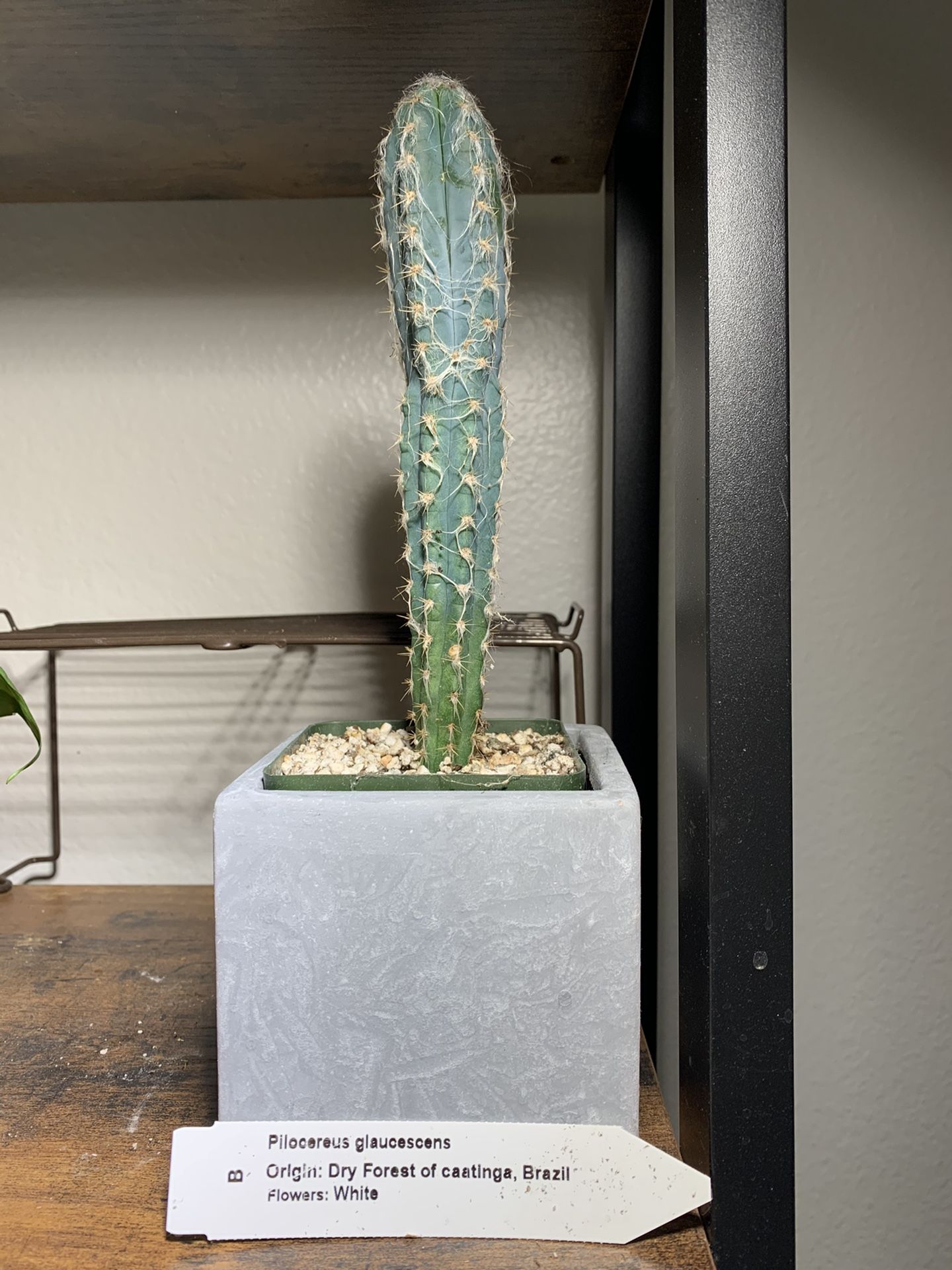 pilocereus glaucescens blue cactus rare!