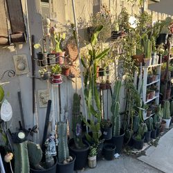 Pre Thanksgiving Plants SALE 7am To 4 Pm 11/21,22,23,24