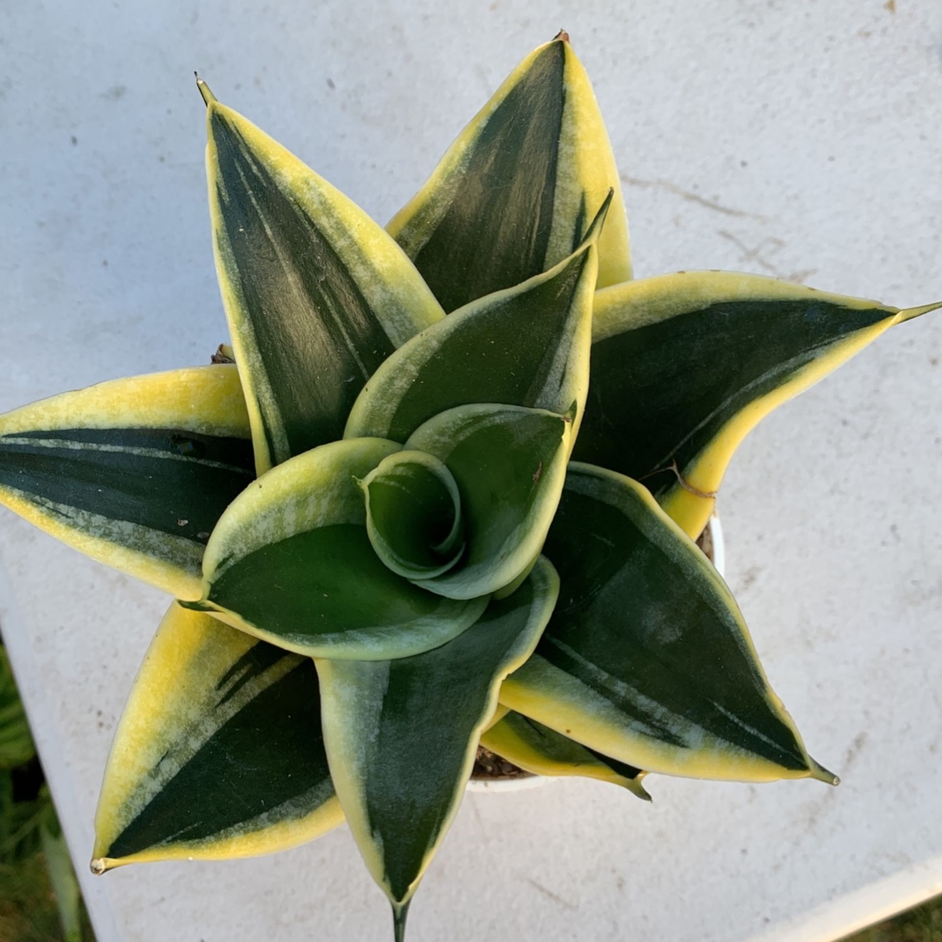 Birdsnest Snake Plant Sansiveria Low Light