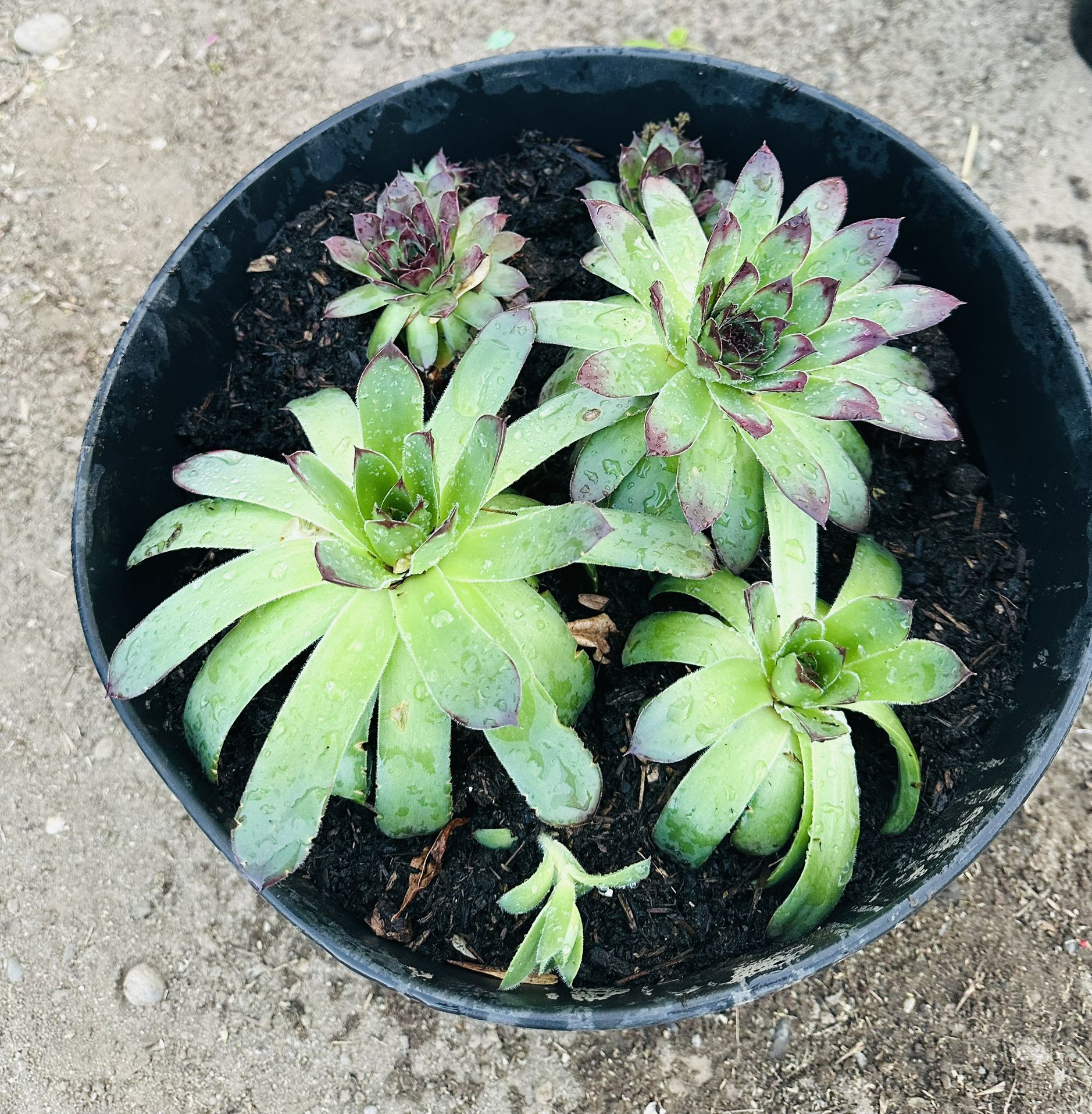 Hens & Chicks