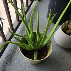 Aloe Vera