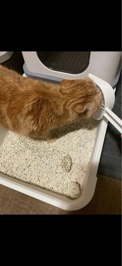 Premium Imported Tofu Cat Litter | Wholesale Inventory | Kent WA
