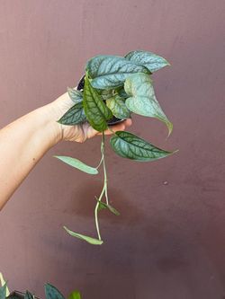 4” monstera siltepecana