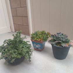 3 Succulent Plants