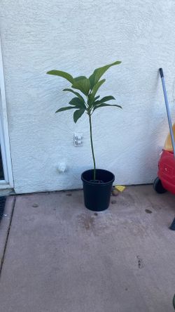 Avocado 🥑 Tree , 4 Feet