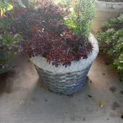 Black Rose Catus Plant In Stone Basket Pot