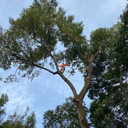 Tree Work 
