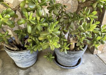 Jade Plant