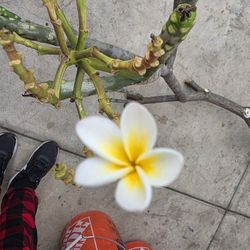 Cutting Plumeria 