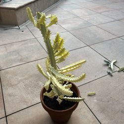 Ghost Cactus
