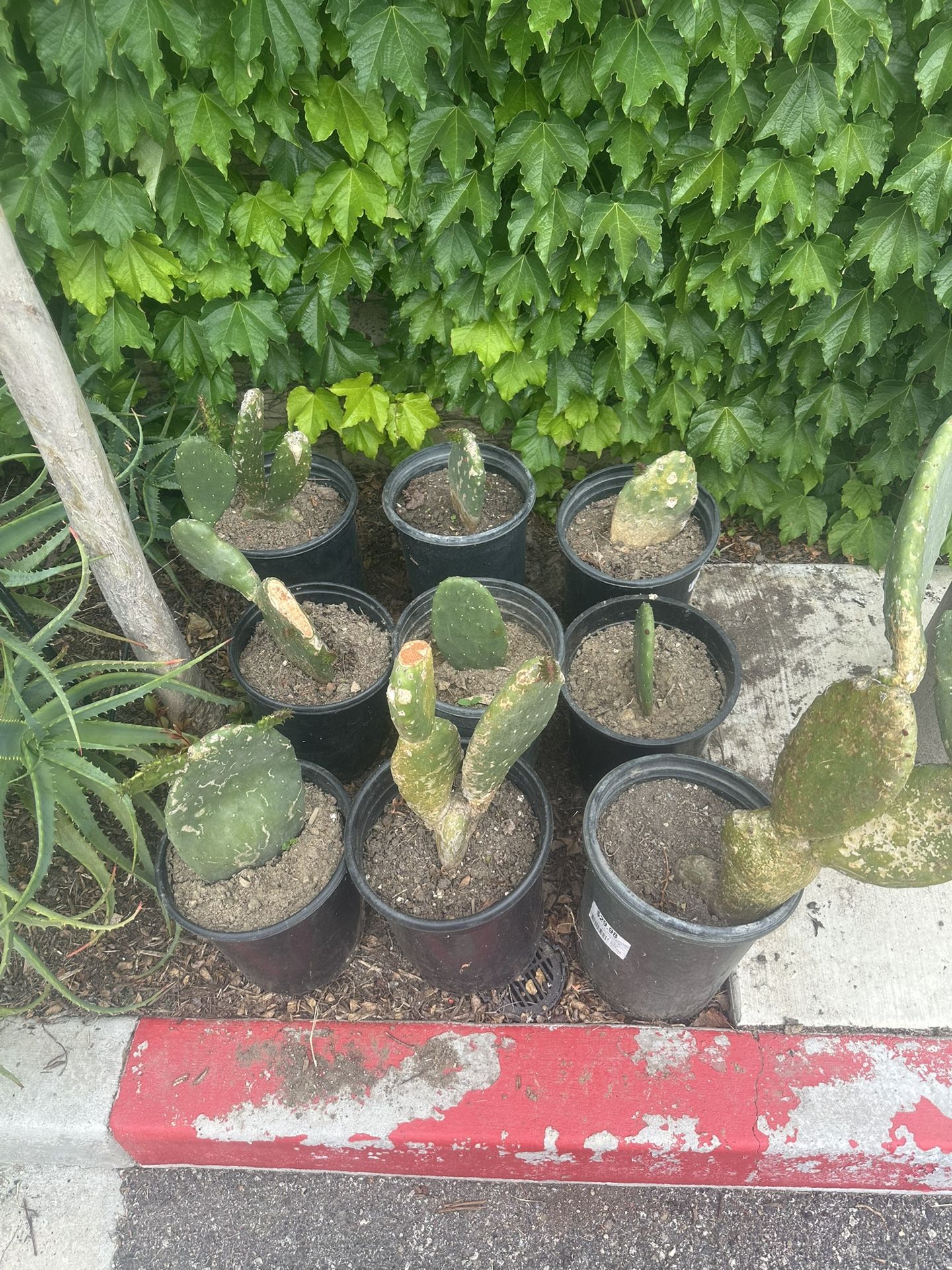 Cactus. Nopales. 